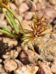 Cyperus squarrosus
