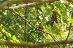 Muscicapa ferruginea