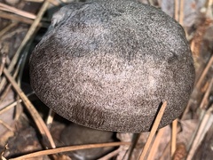 Pluteus