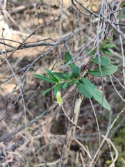 Billardiera scandens