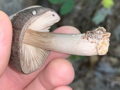 Pluteus