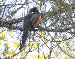 Trogon elegans