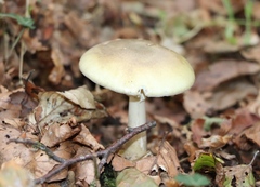 Amanita phalloides