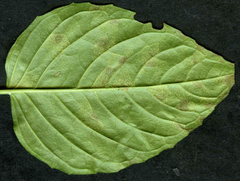 Pucciniastrum circaeae
