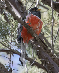 Trogon elegans