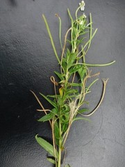 Epilobium capense