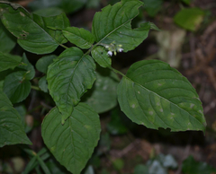 Pucciniastrum circaeae