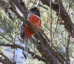 Trogon elegans