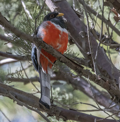 Trogon elegans