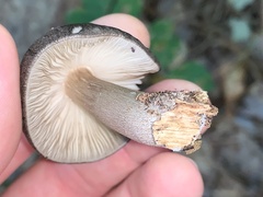 Pluteus