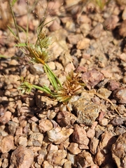 Cyperus squarrosus