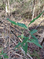 Billardiera scandens