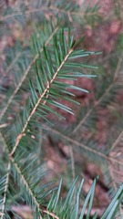 Abies nephrolepis