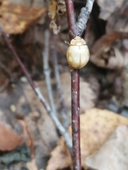 Calvia decemguttata
