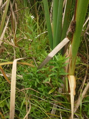 Epilobium capense