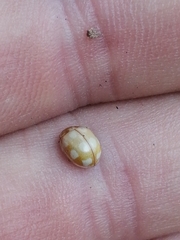 Calvia decemguttata