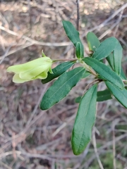 Billardiera scandens