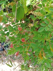 Indigofera hirsuta