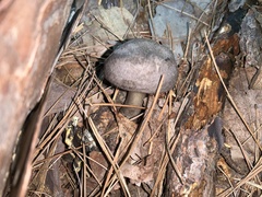 Pluteus