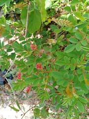 Indigofera hirsuta