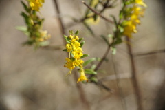 Odontites luteus