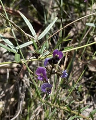 Glycine clandestina