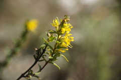 Odontites luteus