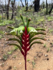 Anigozanthos manglesii