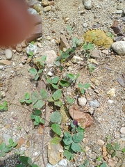 Macroptilium atropurpureum