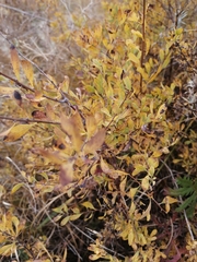 Spiraea hypericifolia