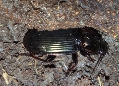 Pterostichina