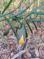 Gompholobium latifolium