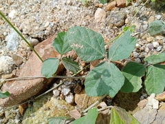 Macroptilium atropurpureum