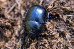 Geotrupes stercorarius