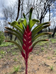 Anigozanthos manglesii