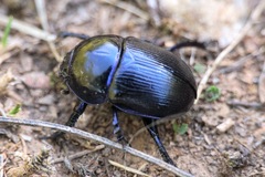 Geotrupes stercorarius
