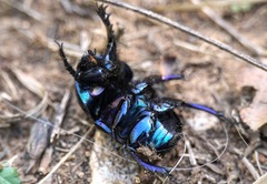 Geotrupes stercorarius