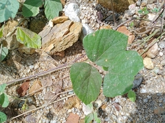 Macroptilium atropurpureum