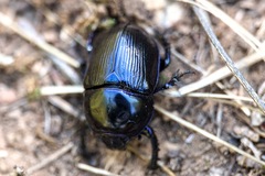 Geotrupes stercorarius