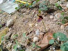 Macroptilium atropurpureum