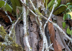 Sundasciurus mindanensis