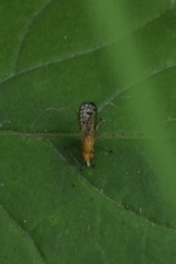 Tetanocera