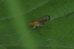 Tetanocera