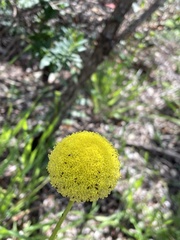 Craspedia variabilis