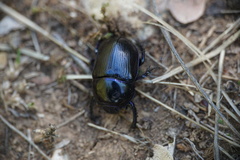 Geotrupes stercorarius