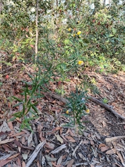 Gompholobium latifolium