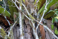 Sundasciurus mindanensis