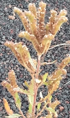 Phacelia serrata