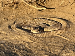Crotalus cerastes