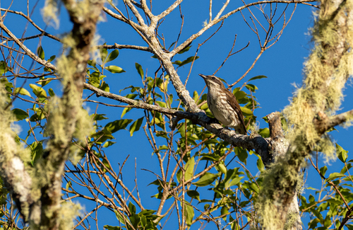 Stripe-breasted Rhabdornis (Rhabdornis inornatus), photo 7